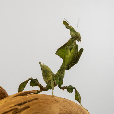 femelle mante fantôme